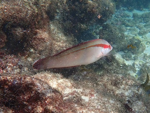 Western king wrasse (Coris auricularis) — Labridae — 4