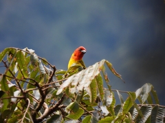 Piranga rubriceps