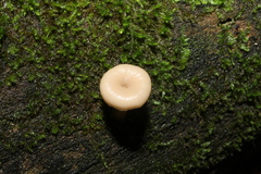 Lentinellus micheneri