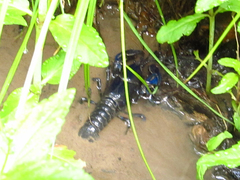 Cambarus monongalensis