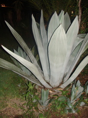 Agave ×