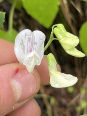 Lathyrus nevadensis cusickii