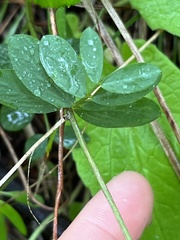 Lathyrus nevadensis cusickii