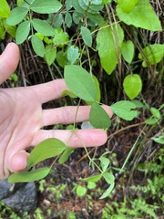 Lathyrus nevadensis cusickii