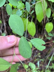 Lathyrus nevadensis cusickii