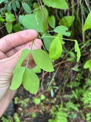 Lathyrus nevadensis cusickii
