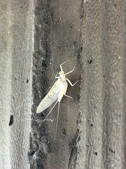 Maccaffertium terminatum