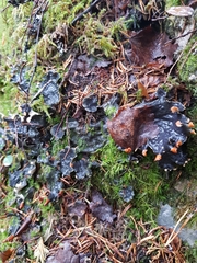 Peltigera lepidophora