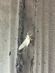 Maccaffertium terminatum