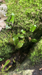 Asplenium scolopendrium