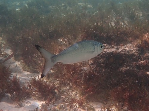 Australian herring (Arripis georgianus) — Arripidae — 4