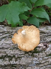 Pleurotus citrinopileatus