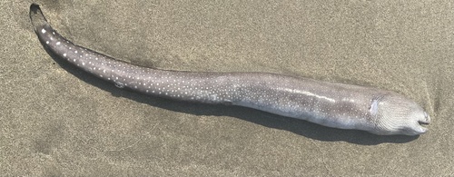 Spottail moray (Gymnothorax equatorialis) — Muraenidae — 5