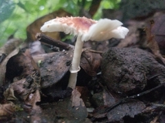 Lepiota rubrotincta