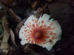 Lepiota rubrotincta
