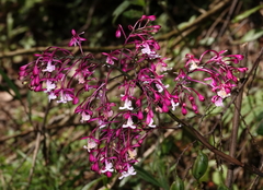 Epidendrum ionodesme