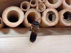 Megachile sculpturalis