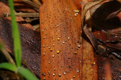 Hymenotorrendiella eucalypti image
