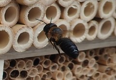 Megachile sculpturalis