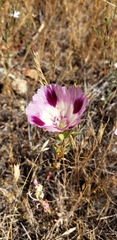 Clarkia williamsonii