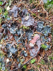 Peltigera lepidophora