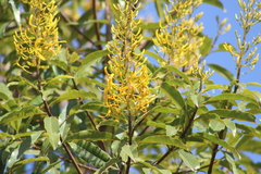 Vochysia magnifica