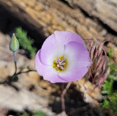 Calochortus invenustus