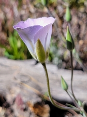 Calochortus invenustus