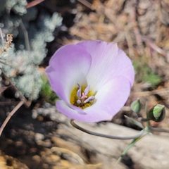 Calochortus invenustus