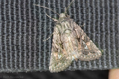 Ulolonche orbiculata