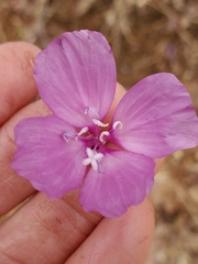 Clarkia dudleyana