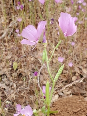 Clarkia dudleyana
