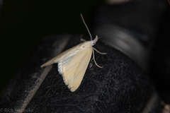 Phytometra obliqualis