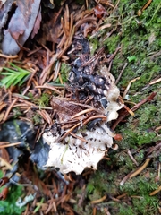 Peltigera lepidophora