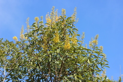 Vochysia magnifica