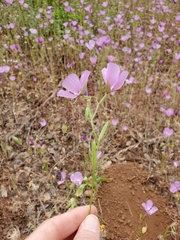 Clarkia dudleyana