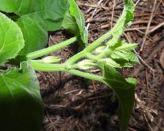 Cucurbita maxima maxima