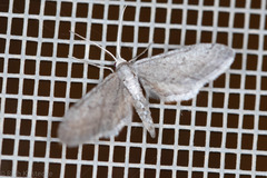 Euacidalia quakerata