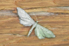 Euacidalia quakerata