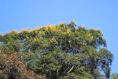 Vochysia magnifica