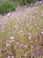 Clarkia dudleyana