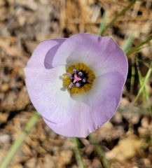 Calochortus invenustus