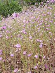 Clarkia dudleyana