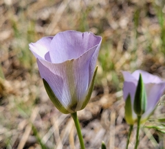 Calochortus invenustus