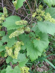 Vitis riparia