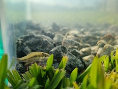 Characidium rachovii