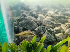 Characidium rachovii