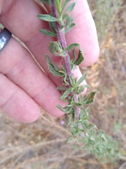Puccinia grindeliae