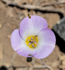 Calochortus invenustus