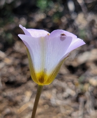 Calochortus invenustus
